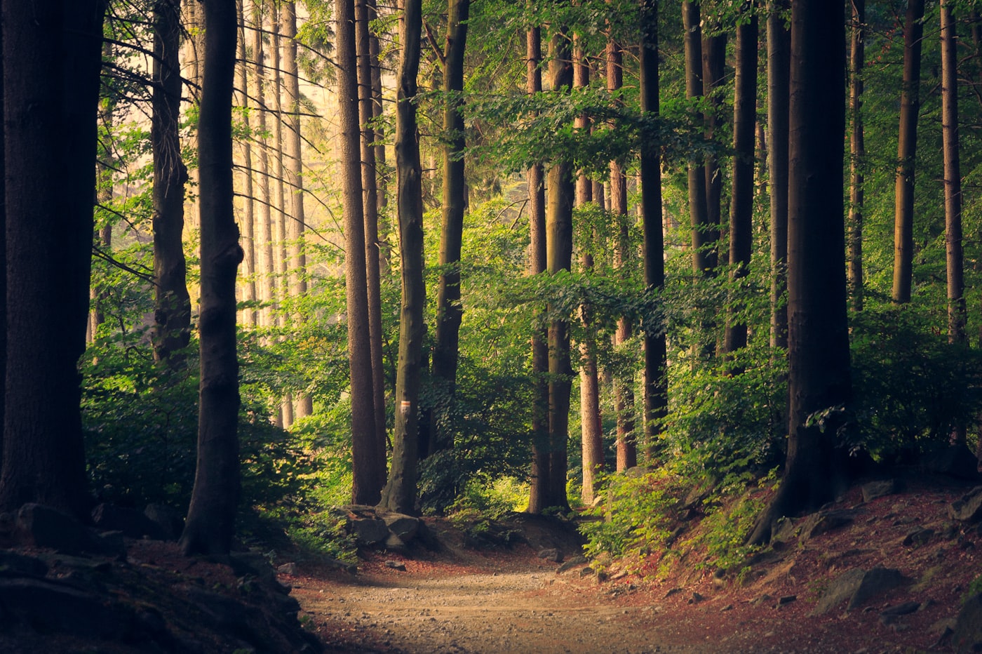 Bosco luminoso, sentiero e alberi in tutte le stagioni